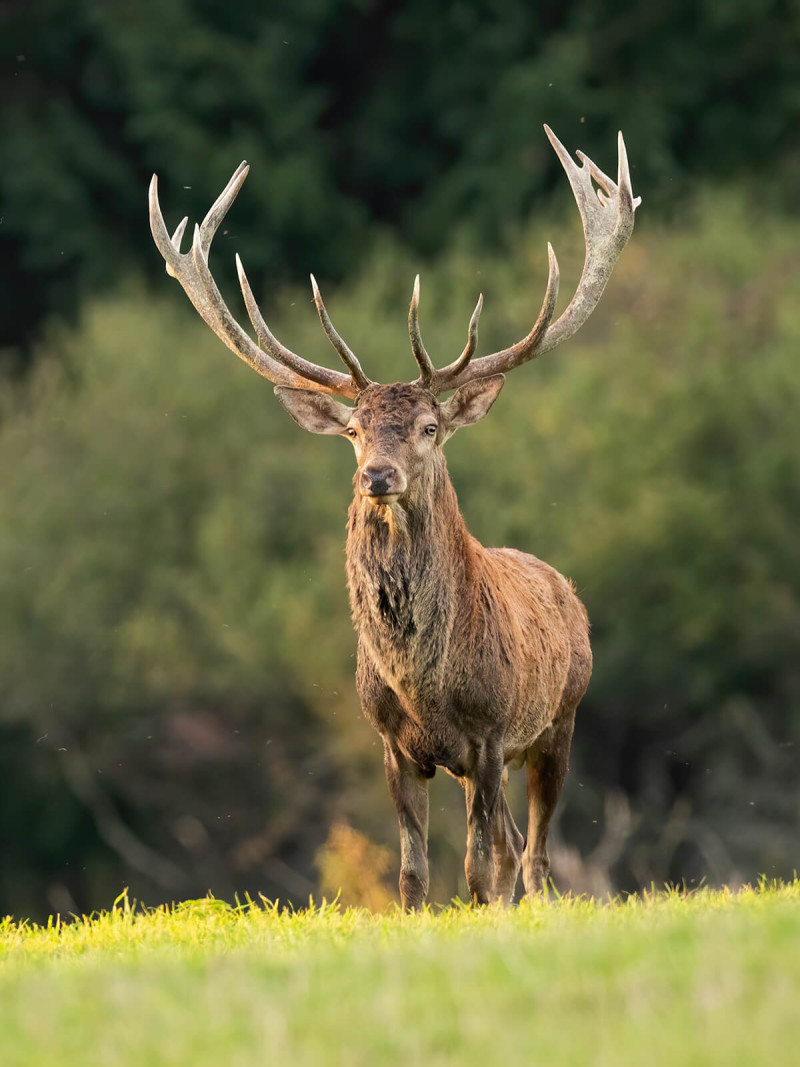 Red Deer Stag at South Downs National Park The old Workshop